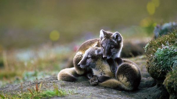 Arctic fox kits on Wrangel Island, Russia