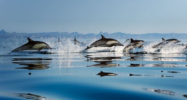 Common Dolphins (delphinus delphis) in the Gulf of California,  Mexico