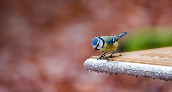 BlueTit