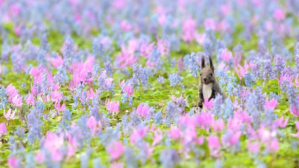 エゾリスとカタクリ、エゾエンゴサクの花, 北海道 浦臼神社