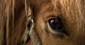 Close up of horse eye -- Melissa Butler/Flickr/Getty Images &copy; (Bing Australia)