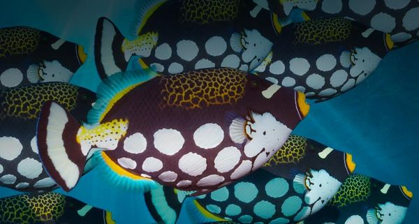 Clown triggerfish off the coast of Bunaken Island, Sulawesi, Indonesia