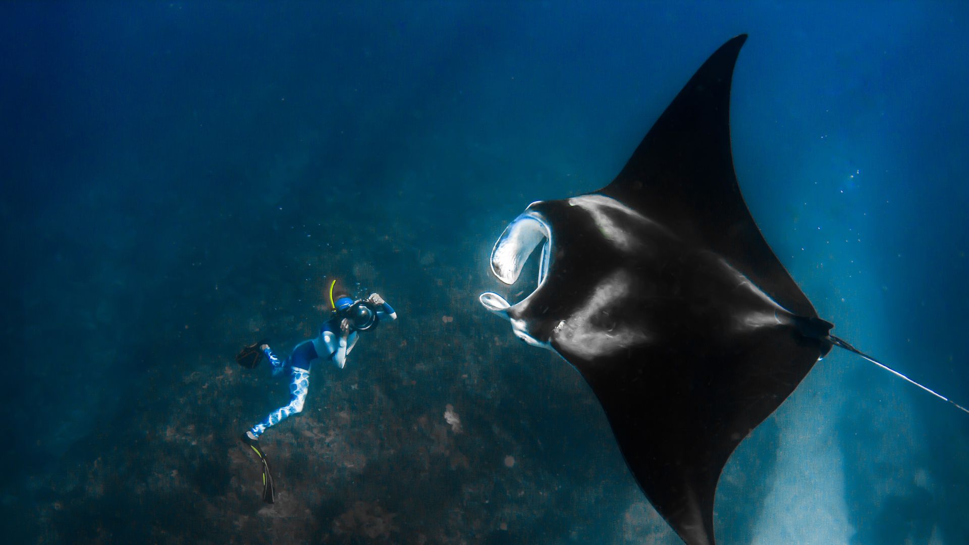 Giant manta ray and a photographer off the Ningaloo Coast, Australia