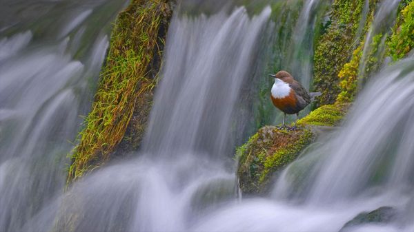 White-throated dipper at Tufa dam on the River Lathkill in Derbyshire