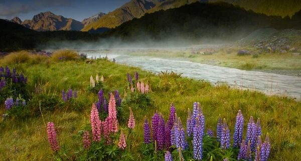 Lupins And Mist Over The Eglinton River, Fiordland National Park, New Zealand