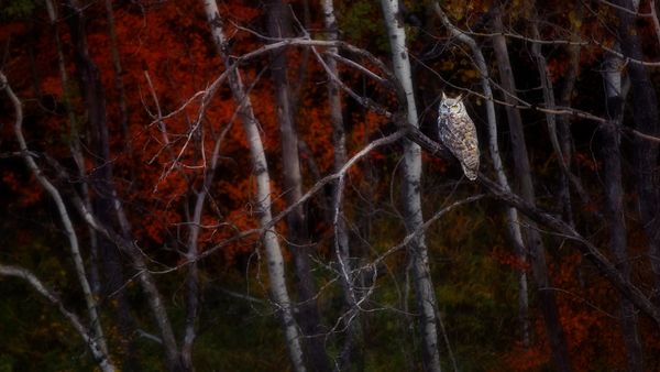 Great horned owl sitting in an aspen tree, Alberta, Canada