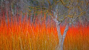 ｢カナマレスの紅葉｣スペイン, クエンカ (© David Santiago Garcia/Aurora Photos)(Bing Japan)