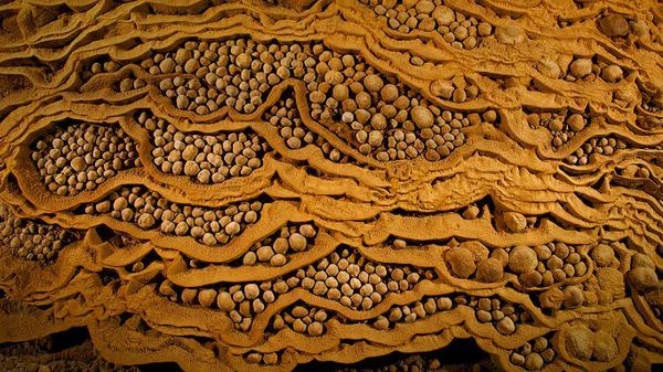 Rare cave pearls in Son Doong Cave at Phong Nha-Kẻ Bàng National Park, Vietnam