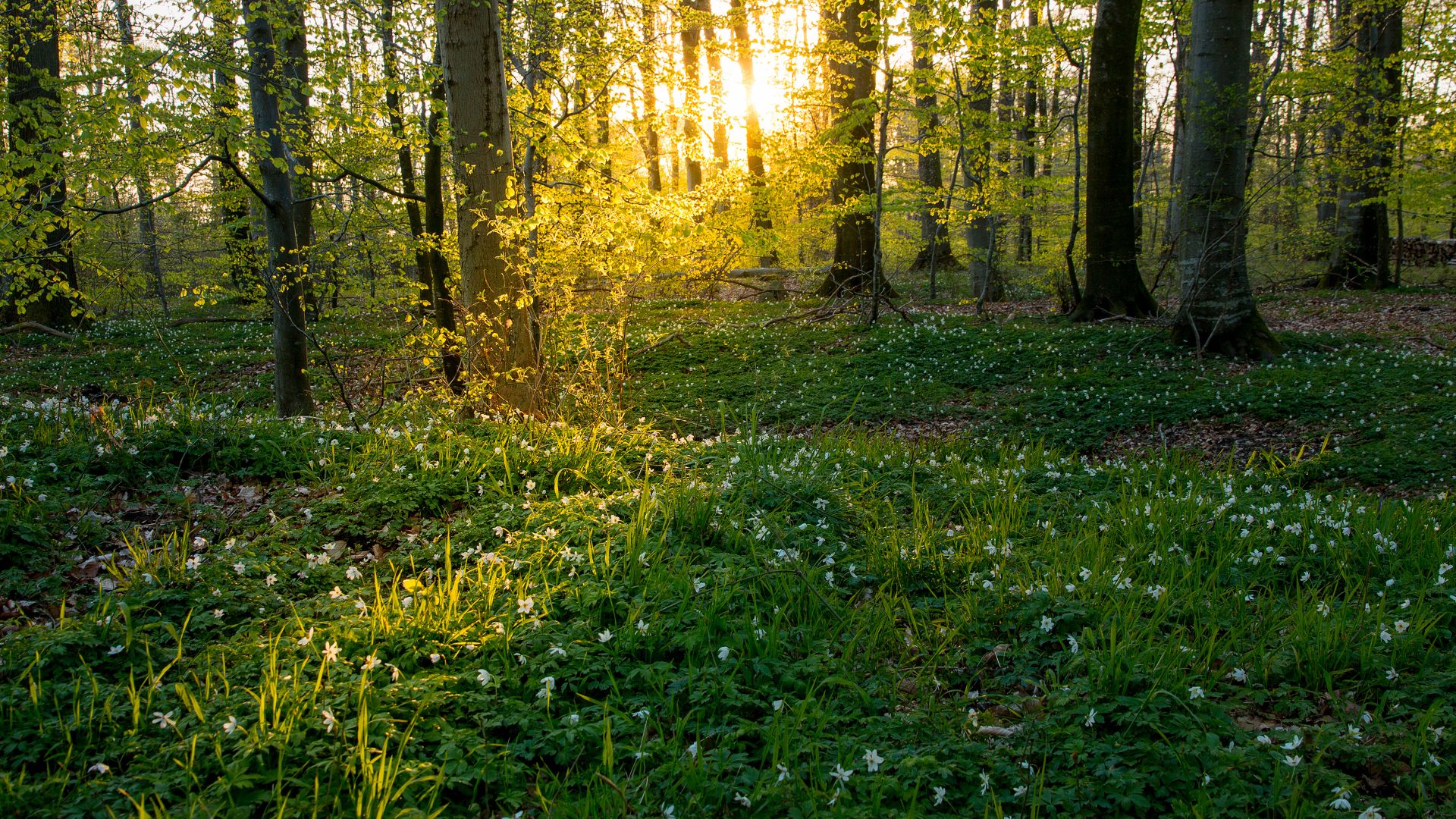 Faggi e anemoni selvatici, Jutland, Danimarca