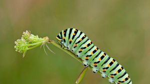 Old world swallowtail caterpillar for World Book Day (© ardea.com/Mary Evans/Tonci/Pantheon/SuperStock)(Bing United Kingdom)