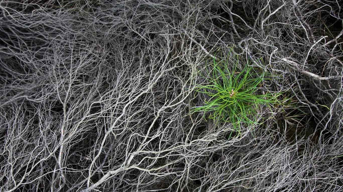 Pine sapling in burnt heather at Strabrechtse Heide, Netherlands