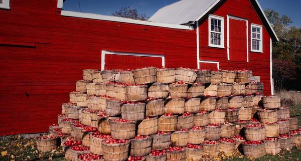 Apple harvest in Prince Edward County, Ontario, Canada