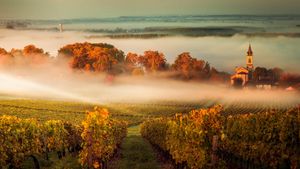 ｢秋のワインヤード｣フランス, ボルドー (© agefotostock/Alamy)(Bing Japan)