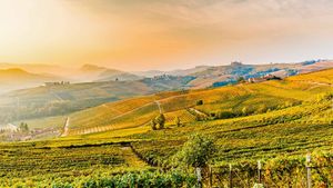 The hills of Barolo vineyards in Piedmont, Italy (© Marco Arduino/eStock Photo)(Bing Australia)