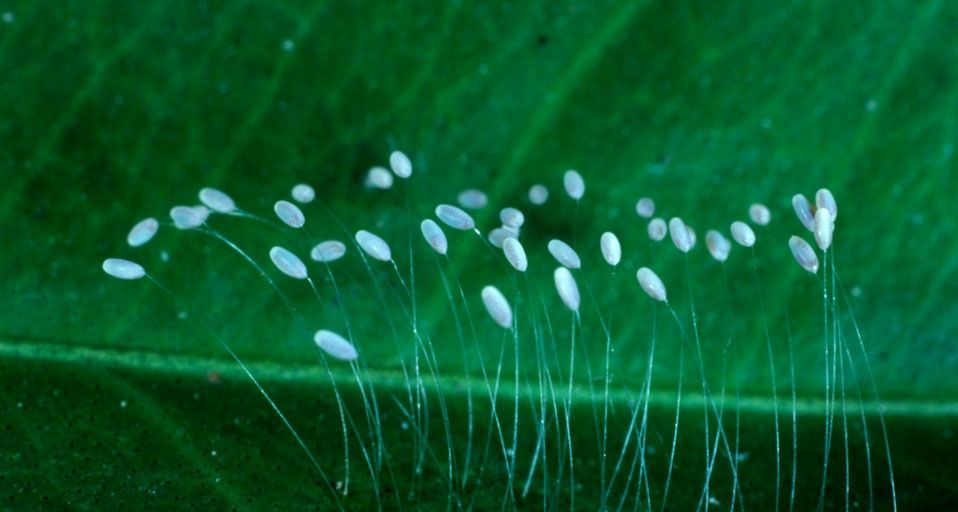 Green lacewing eggs