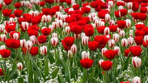Red and white tulips for St George’s Day (© Annie Eagle/Alamy Stock Photo)(Bing United Kingdom)