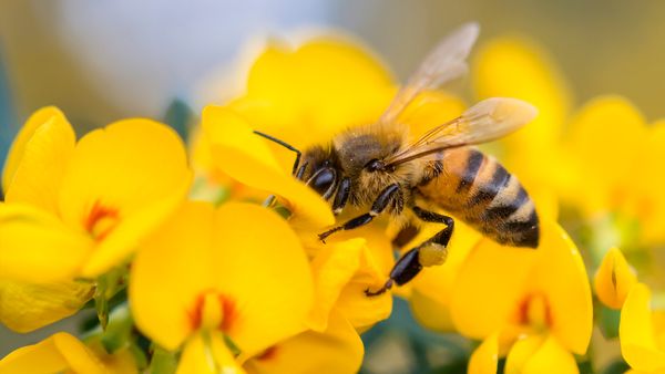 Honey Bee on Pea flower, Muogamarra Nature Reserve, NSW