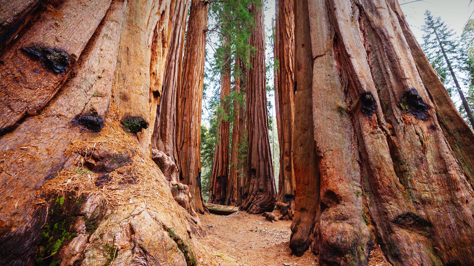 Giant sequoias, Sequoia National Park, California, USA