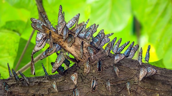 Blue tiger butterflies, Bangalore, India