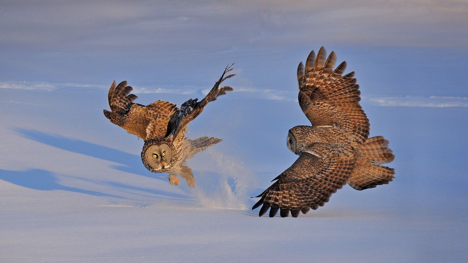 Great grey owls in Montreal, Canada