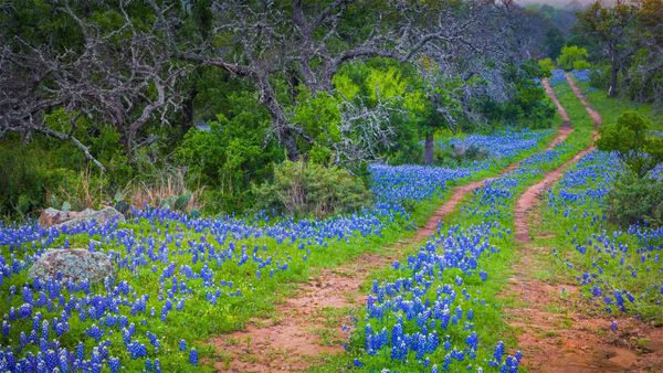 Bluebonnets growing alongside an old road in the Texas Hill Country