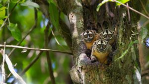 Douroucoulis dans la réserve nationale Pacaya-Samiria, Pérou (© Cyril Ruoso/Minden Pictures)(Bing France)