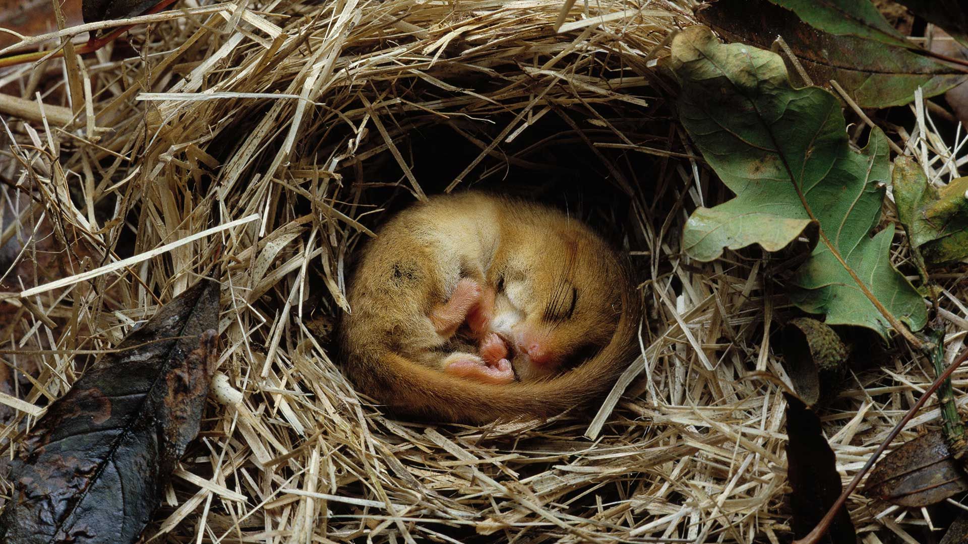 Hazel dormouse (Muscardinus avellanarius) hibernating