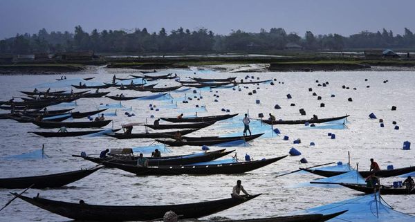 Fishermen set nets for shrimp larvae passing on the river current, Khulna Province, Bangladesh