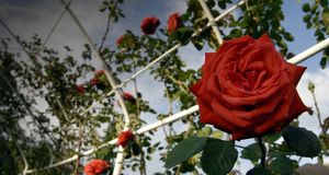 Italy, Liguria. Roses in Nervi park - Francesco Tomasinelli/Photolibrary &copy; (Bing United Kingdom)