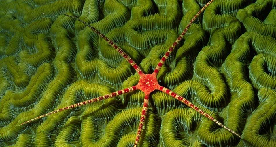RubyBrittleStar