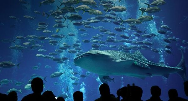 Zebra shark and Crevalle jacks at Georgia Aquarium in Atlanta, Georgia
