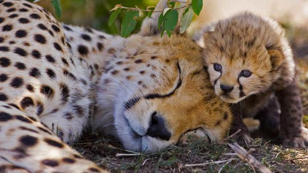 Cheetah mother and her week-old cub, Maasai Mara National Reserve, Kenya