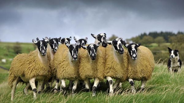 Sheep with a border collie in England
