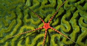 Ruby brittle star on coral off the shore of the Cayman Islands (© Hal Beral/Corbis) &copy; (Bing Australia)