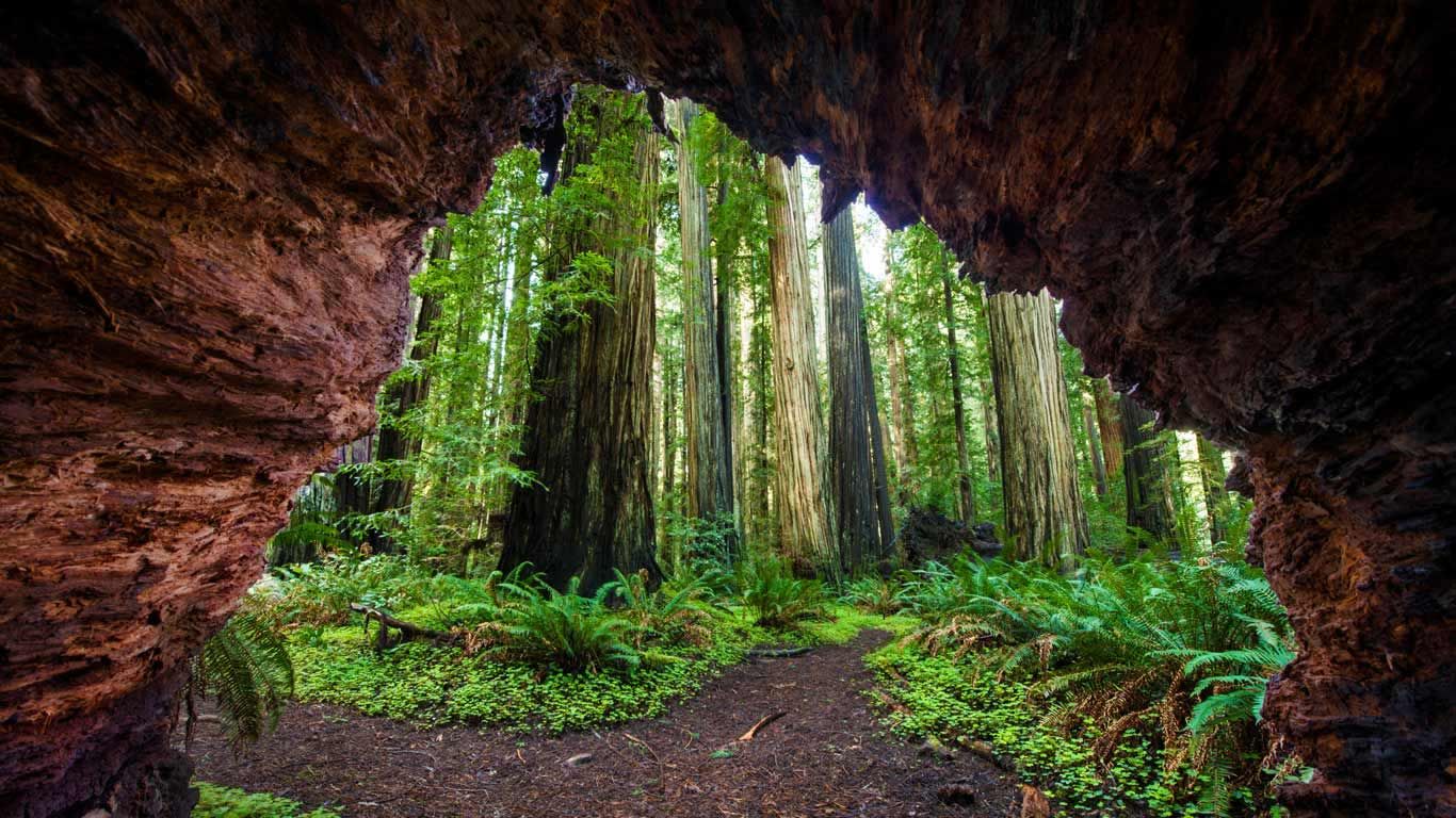 Redwood trees at Jedediah Smith Redwoods State Park, California