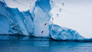从冰山跃入水中的阿德利企鹅，南极 (© Mike Hill/Getty Images)(Bing China)