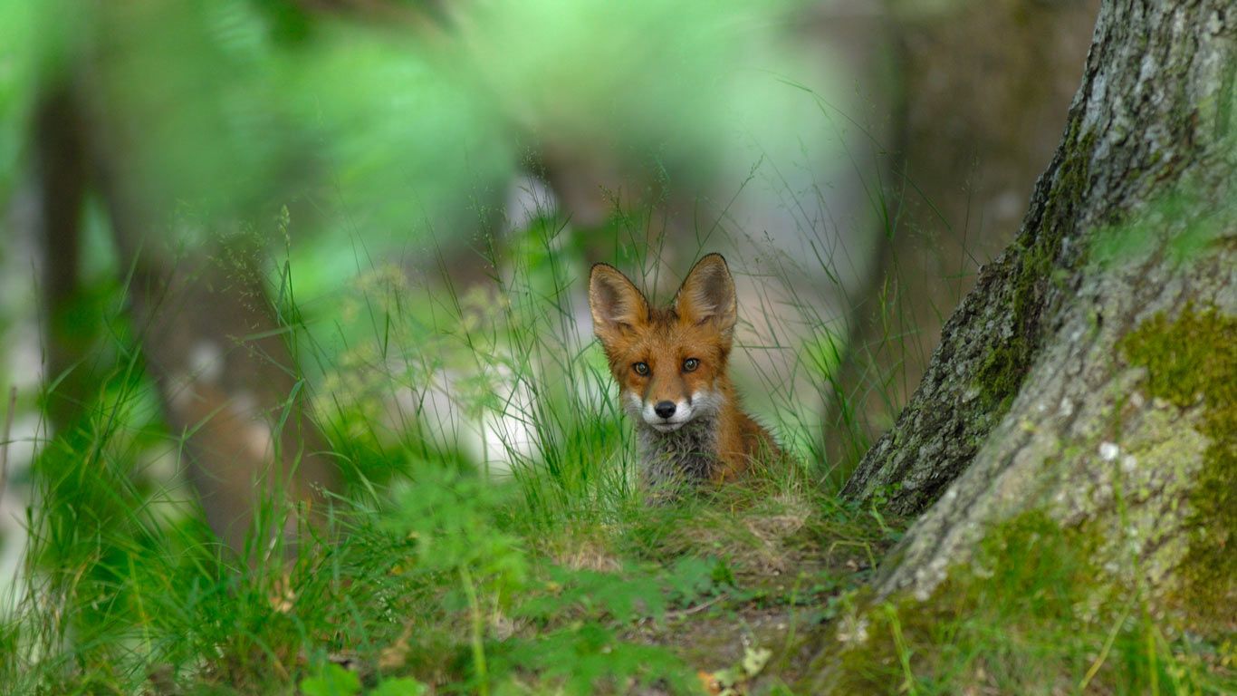 Un renard roux dans la forêt d’Elfvik près de Lidingö, Suède