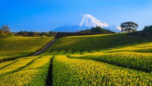 Green tea plantation and Mount Fuji, Shizuoka, Japan (© Norikazu Satomi/Alamy)(Bing New Zealand)