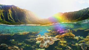 美国夏威夷，峭壁下的热带珊瑚礁 (© Colin Anderson/Blend Images/Getty Images)(Bing China)