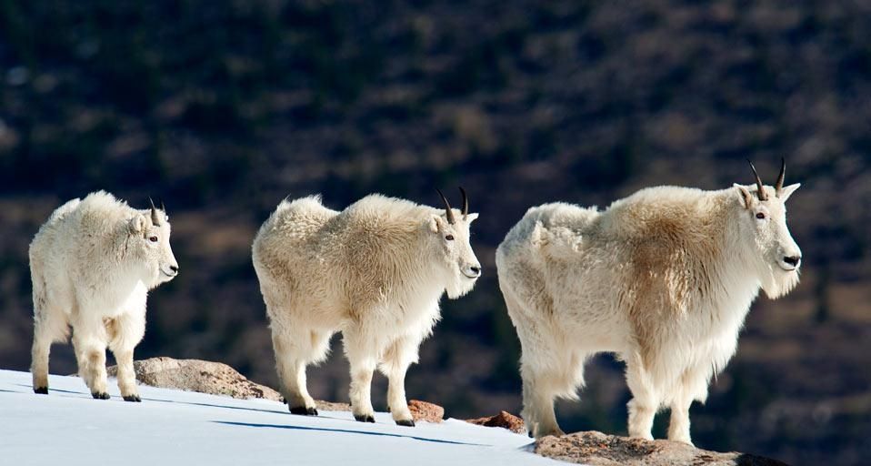 MountainGoats