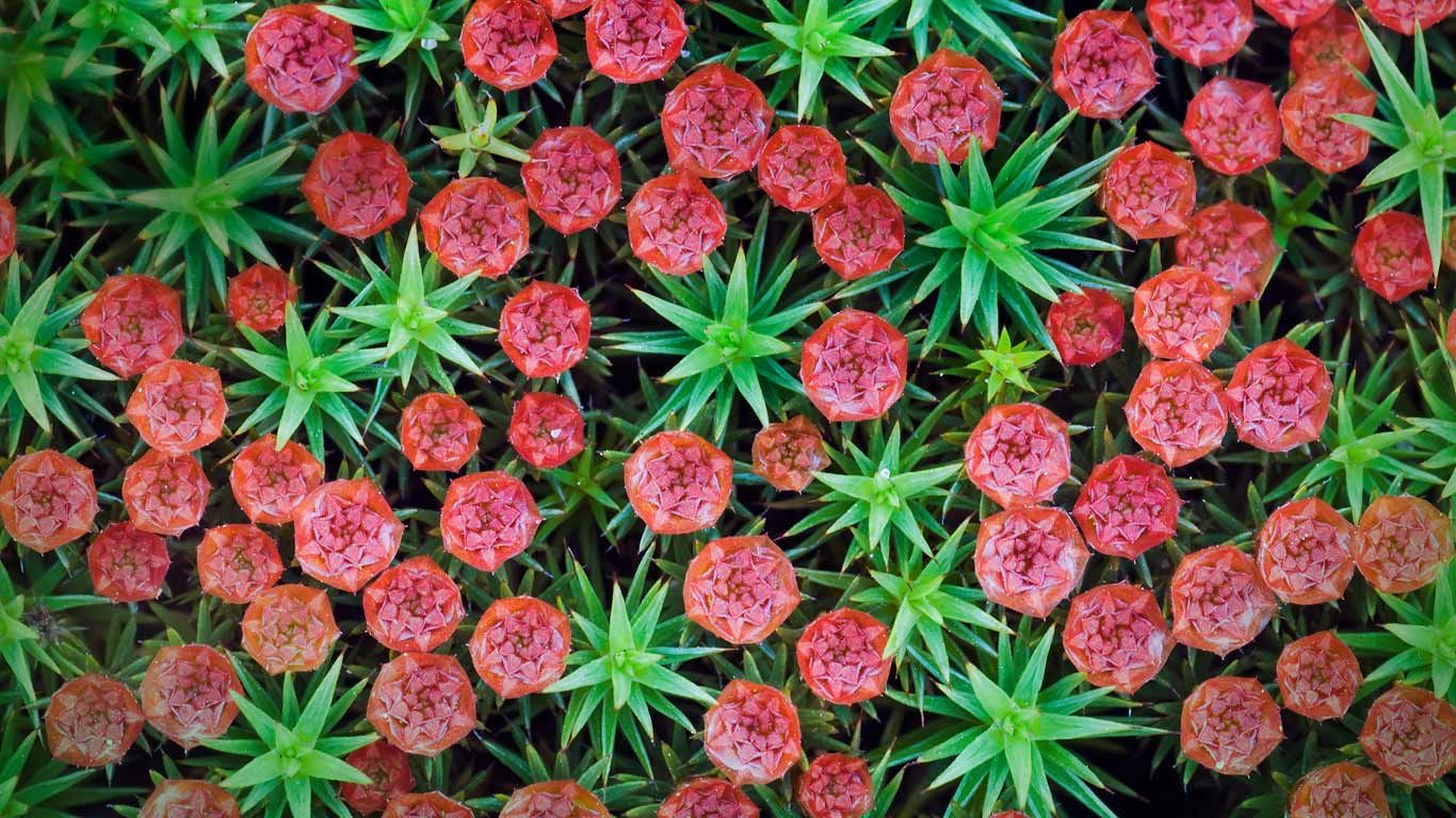 Bristly haircap moss (Polytrichum piliferum), Nijmegen, Netherlands