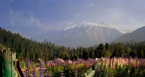 Flowers near the town of Gulmarg in the state of Jammu and Kashmir, India  -- Ranjeev Lahkar &copy; (Bing New Zealand)