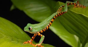Tiger striped lemur frog stretching on a leaf -- Darwin Wiggett/Getty Images &copy; (Bing Australia)