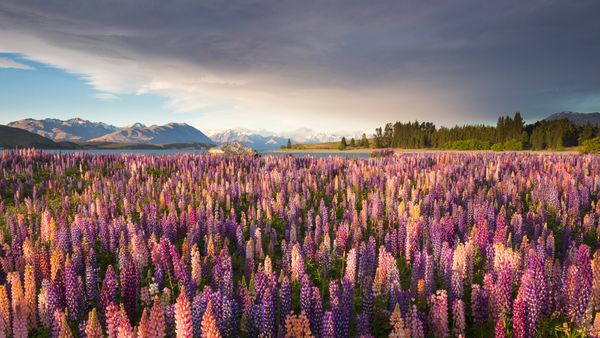 Lupini Ibridi Russell lungo il lago Tekapo, Nuova Zelanda