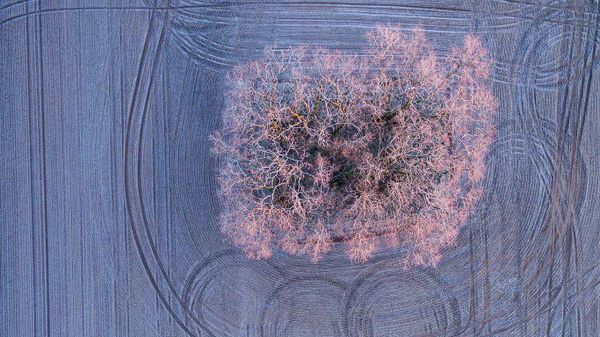 Warmes Licht der aufgehenden Morgensonne auf mit Frost bedeckten Bäumen auf einem Feld bei Jacobsdorf, Brandenburg, Deutschland