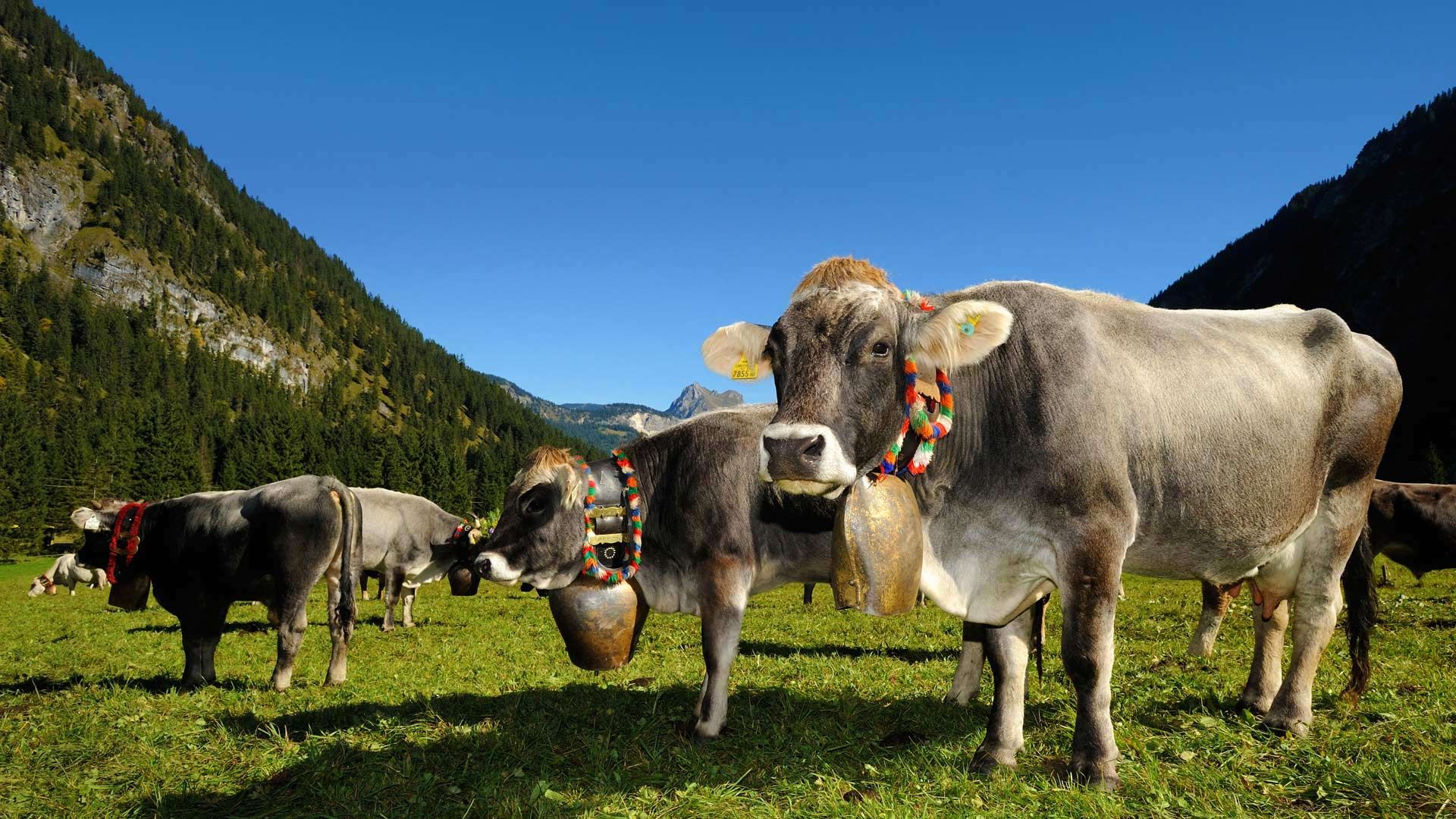 Decorated cows for the Almabtrieb, Tannheimer Tal, a valley in Tyrol, Austria