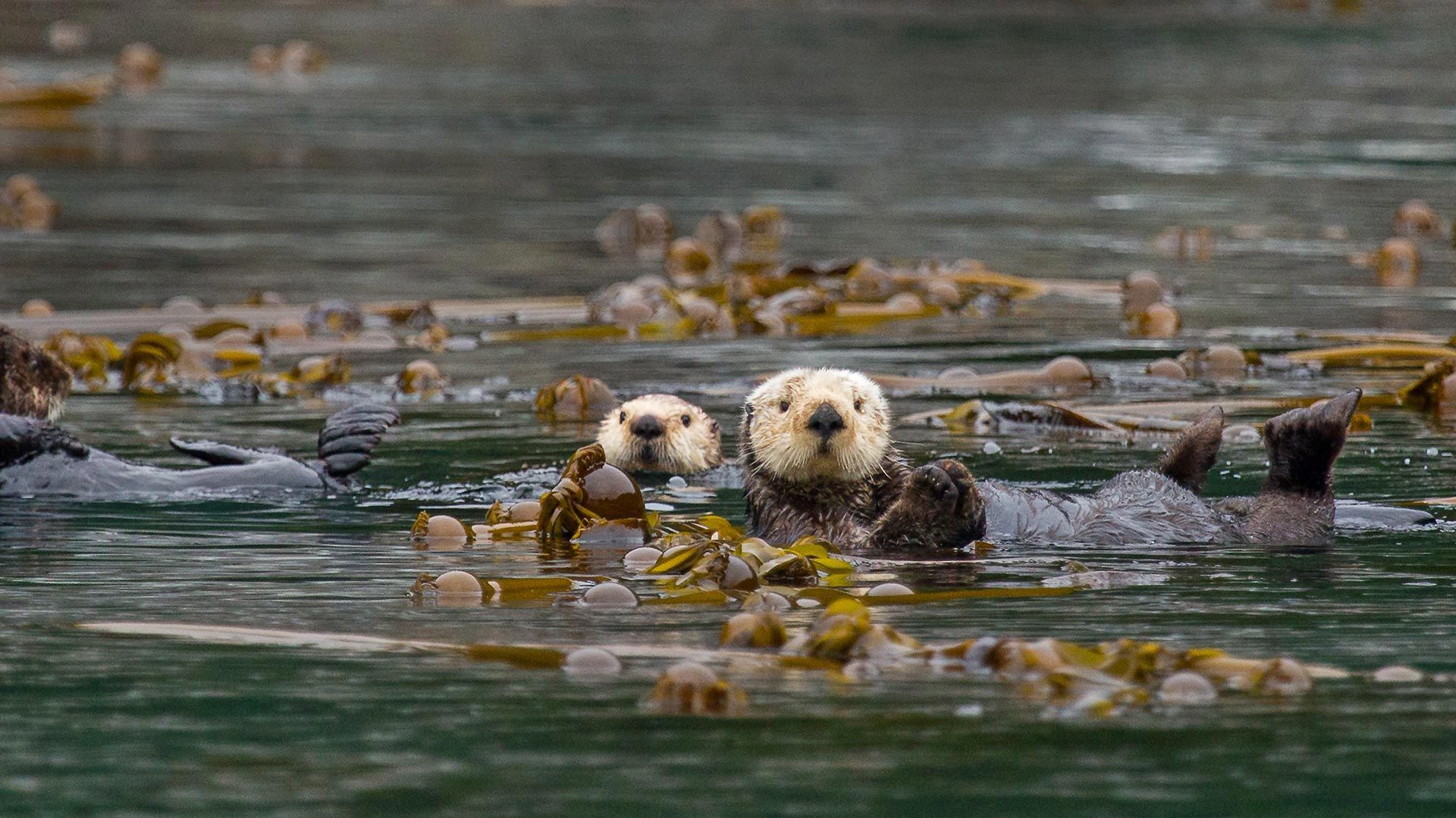 Sea otters in Alaska’s Inside Passage