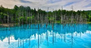 ｢青い池｣北海道, 白金温泉 (© Adithya Anand/Flickr/gettyimages）(Bing Japan)