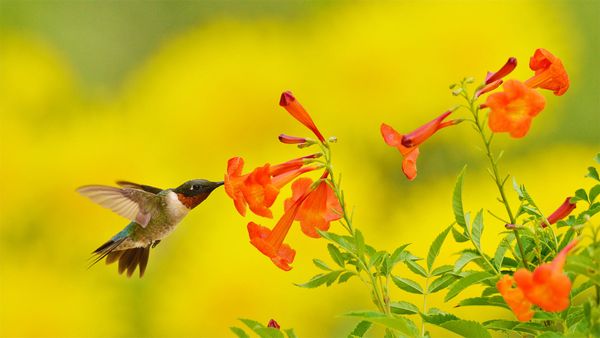Ruby-throated hummingbird feeding on yellow bells, Texas, USA