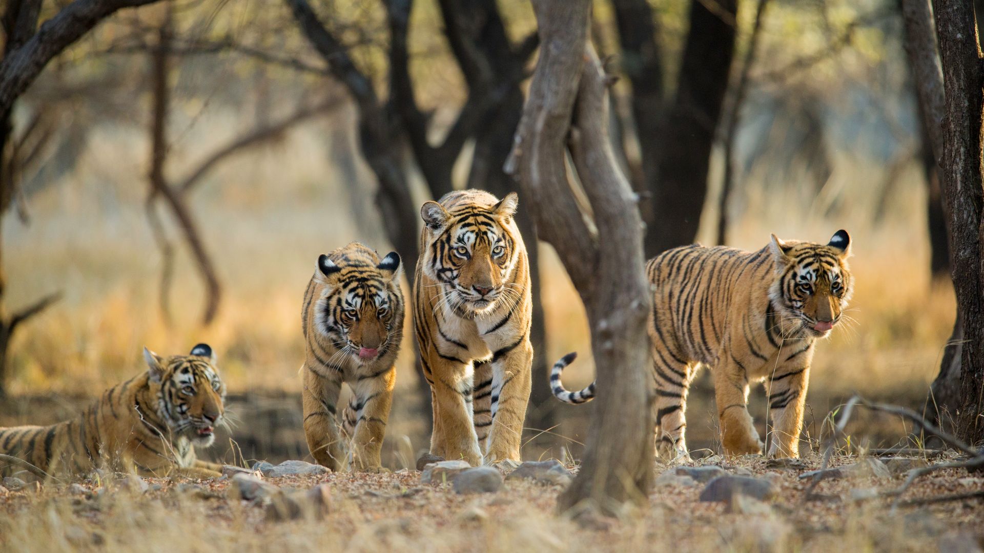 Eine Bengaltigerfamilie im Ranthambore-Nationalpark in Rajasthan, Indien